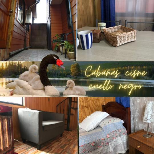 Apartmán Cabanas Cisne Cuello Negro Valdivia Exteriér fotografie